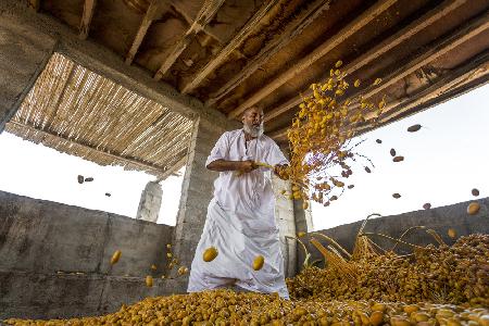 Dates harvest season