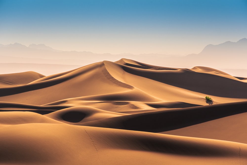 Caracal Desert od Hamed Qane