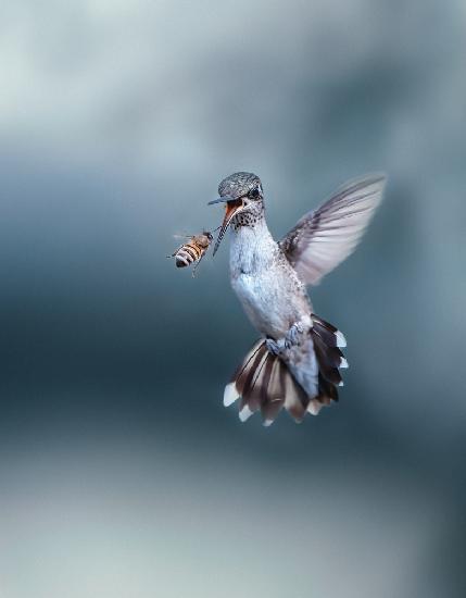 Hummingbird VS Bee