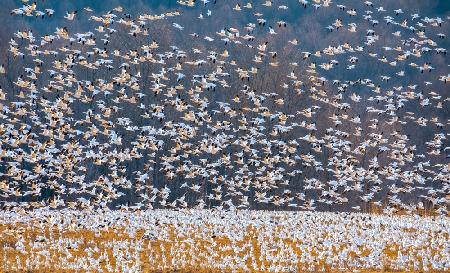 Snow Goose Migration