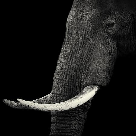 Elephant profile