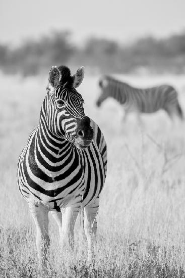 Zebra BW