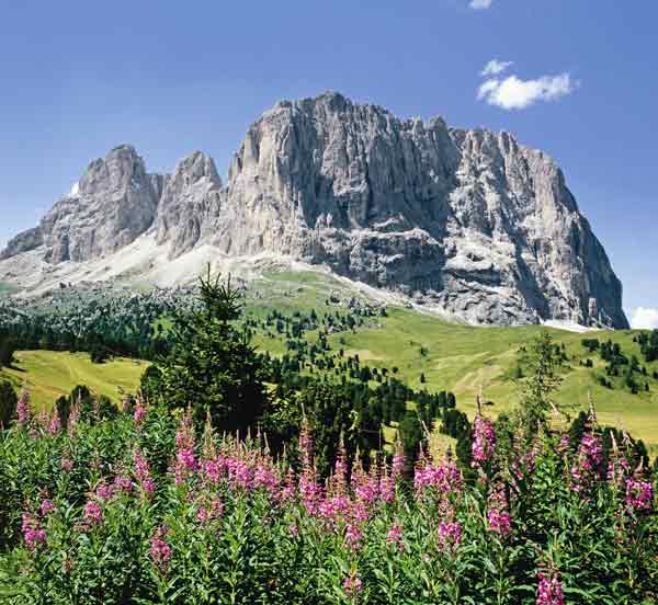 Bergblumen vor Sella-Gruppe od Hans-joachim Arndt