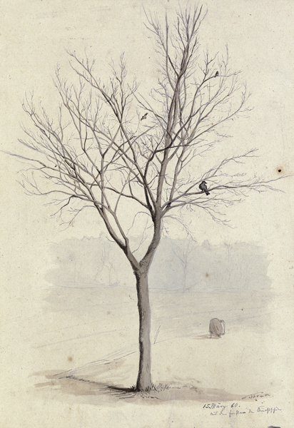 Leafless tree with birds od Hans Thoma