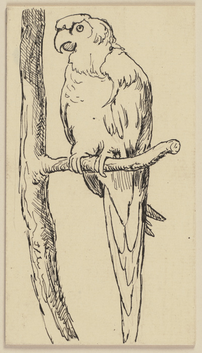 Zeichnung zur Fibel: Papagei od Hans Thoma