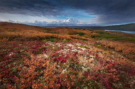 Denali in Fall color at sunrise, captuerd near Wonder Lake Camping Ground