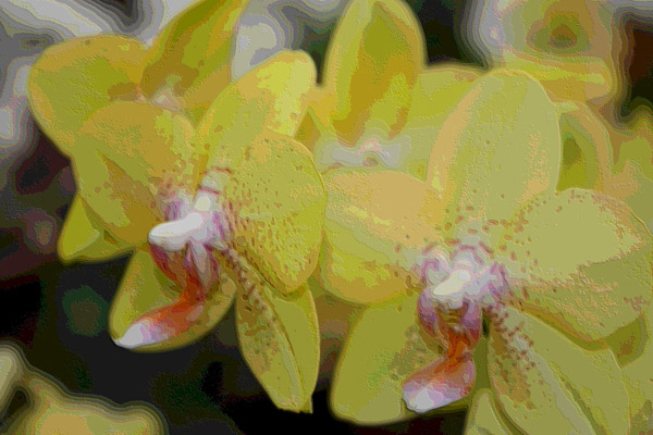 Orchidee 0045 od Harald Albrecht