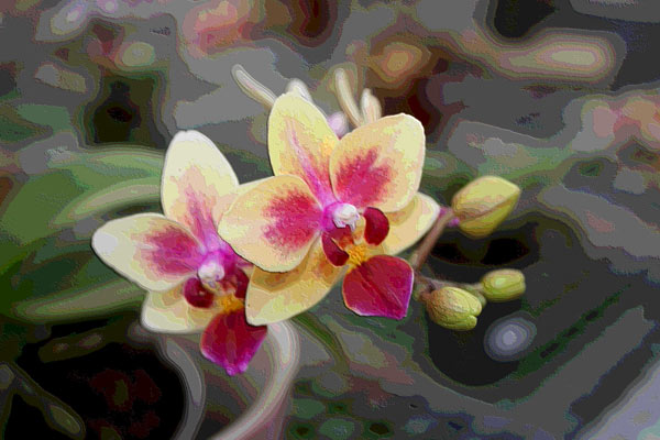 Orchidee 0048 od Harald Albrecht