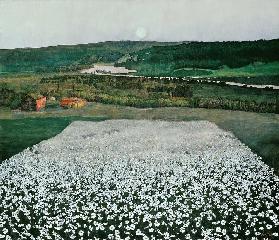 Flower Meadow in the North