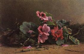 A Study of Geraniums