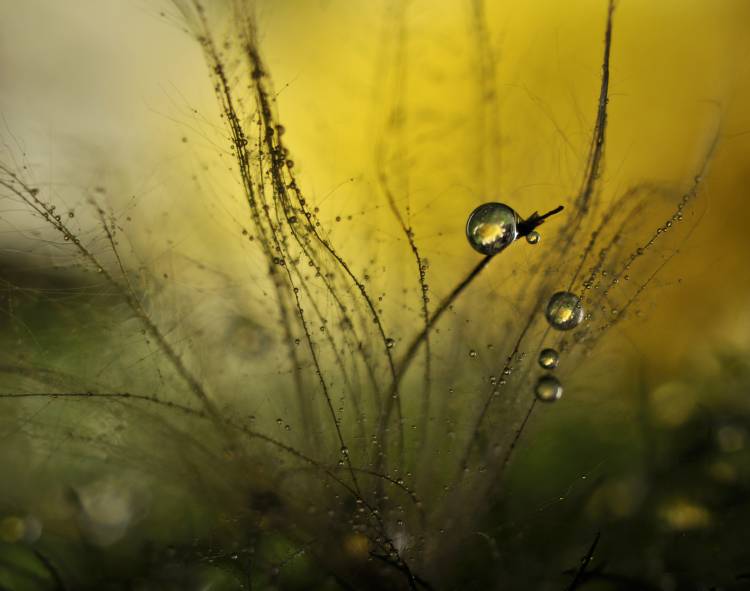 A golden morning shower od Heidi Westum