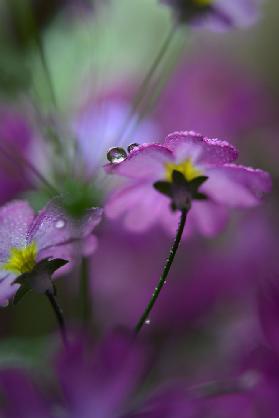 In pink surroundings