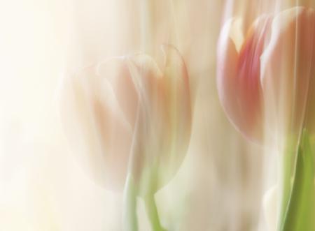 Shy tulips