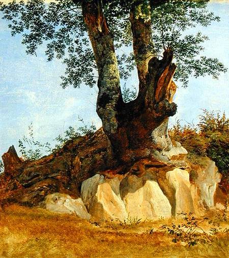 A Tree in Campagna od Heinrich Reinhold