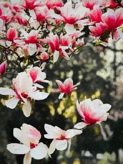 Blooming Magnolia