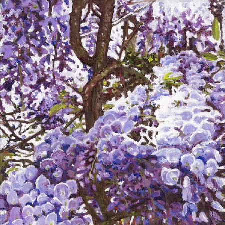 Blue wisteria