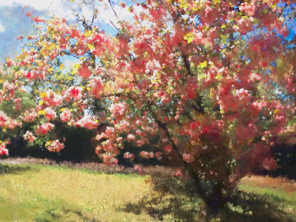 Cherry Blossom od Helen White