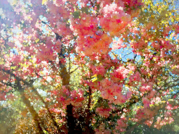 Spring Blossom Sky od Helen White