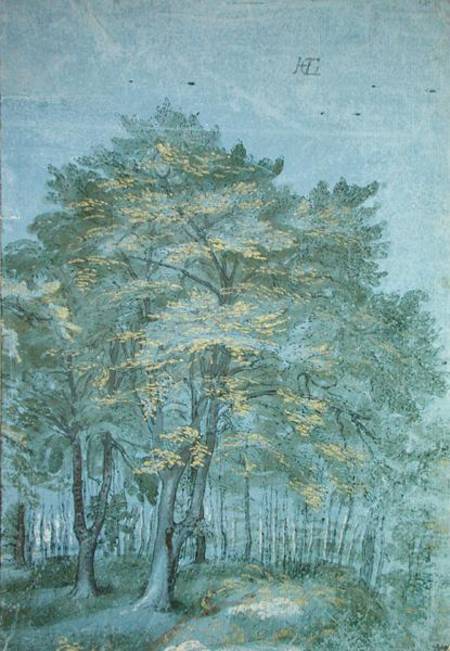 Group of Trees in a Wood od Hendrick Goltzius