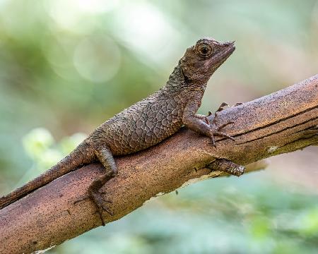 Rhino-horned lizard (female)