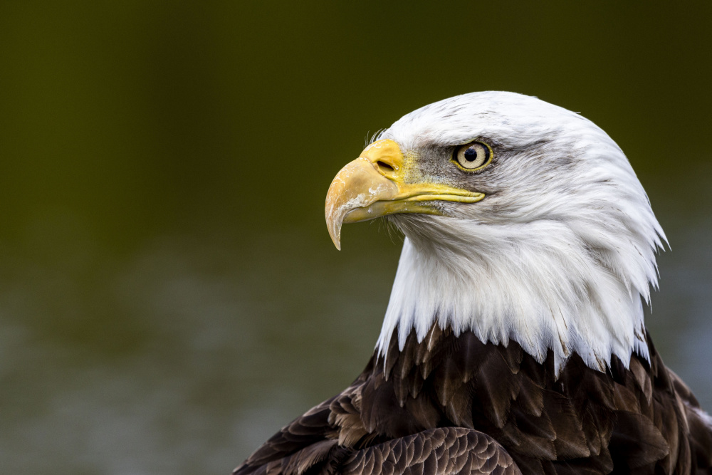 American eagle od Henk Langerak