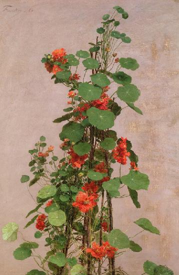 Nasturtiums