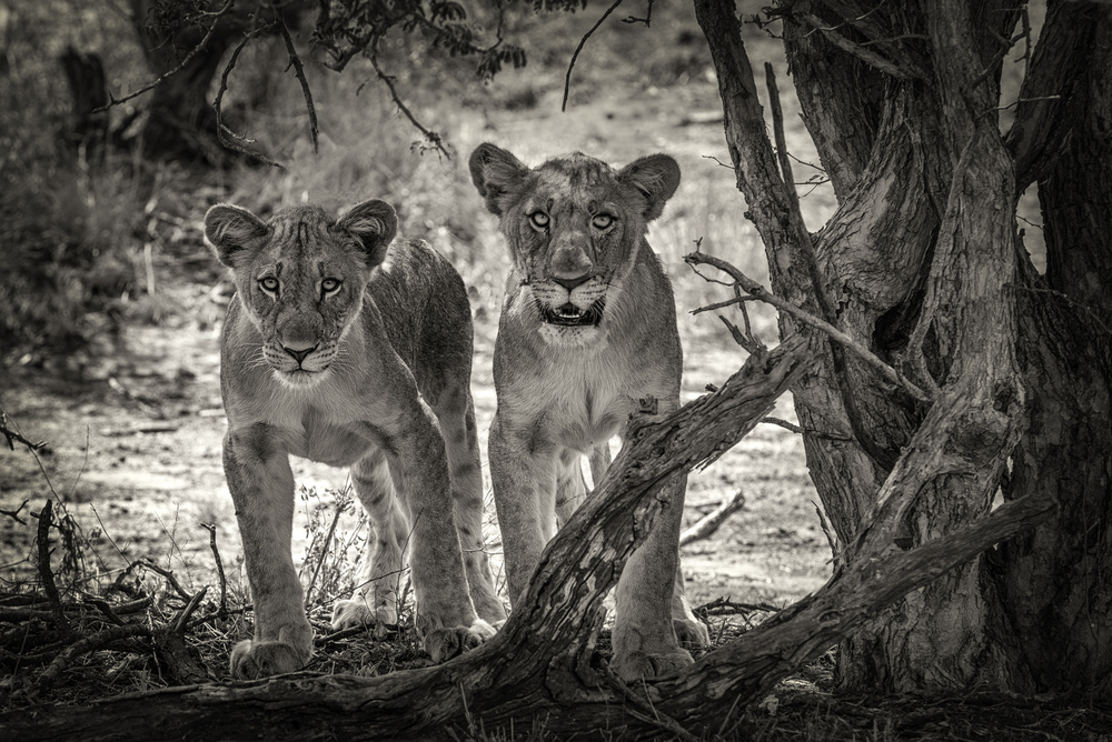 Two young lions od Henrike Scheid