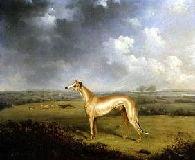 Reverend Henry Bate Dudley's Greyhound 'The Miller'