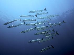 Barracudas