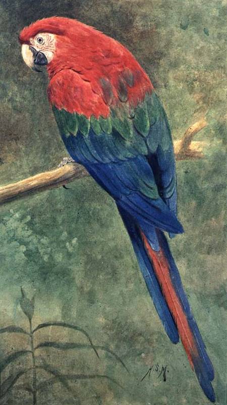 Red and Blue Macaw (w/c heightened with white on paper) od Henry Stacey Marks