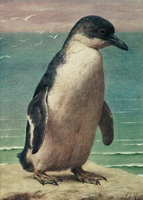 Study of a Penguin