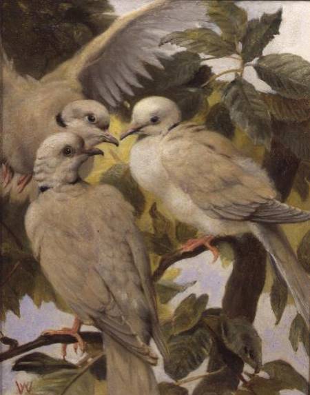 Three Ringed Doves od Henry Weekes