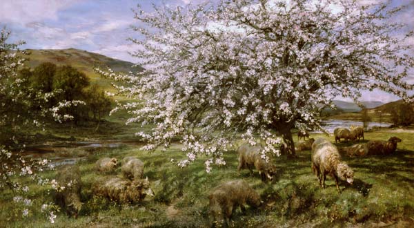 Orchard with sheep in spring (in Wales) od Henry William Banks Davis