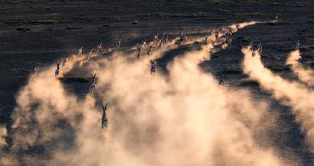 thomson gazelle in sunset