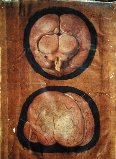 Anatomical drawing of the human brain od Hieronymus Fabricius ab Aquapendente