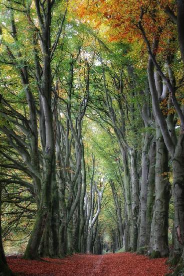 glorious beechtrees