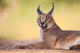 Caracal