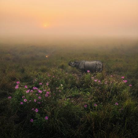 Indian One Horned Rhino