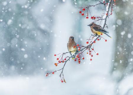 Colors of Winter