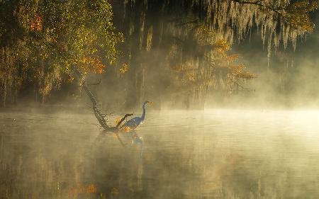 Egret