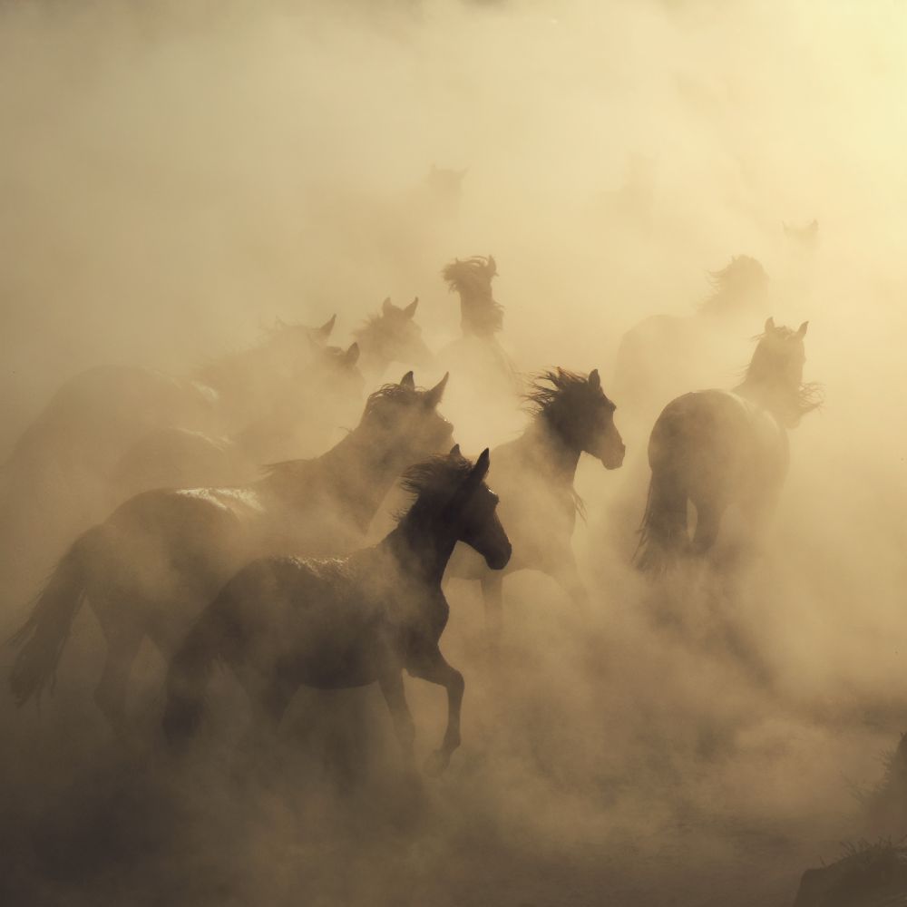 migration of horses od Hüseyin Taskin