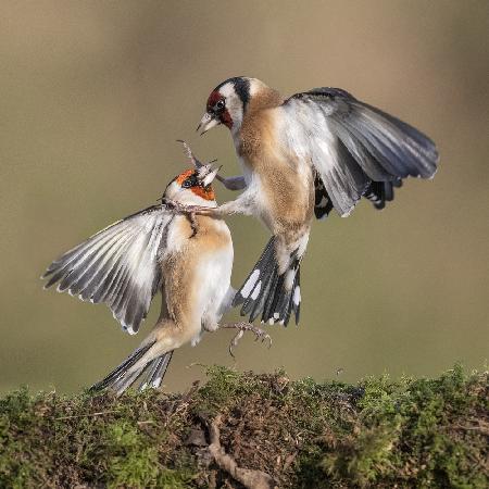 Goldfinches in Conflict