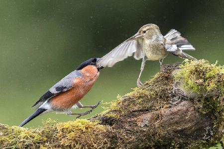 Angry Bullfinch