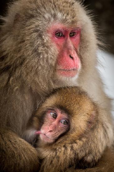 Curious baby monkey