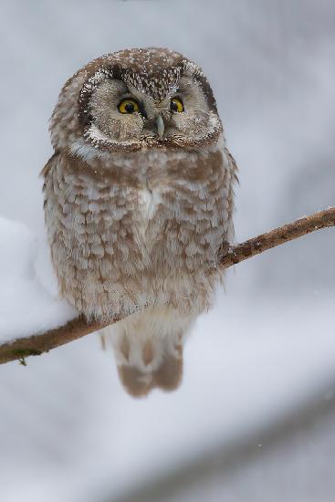 little owl