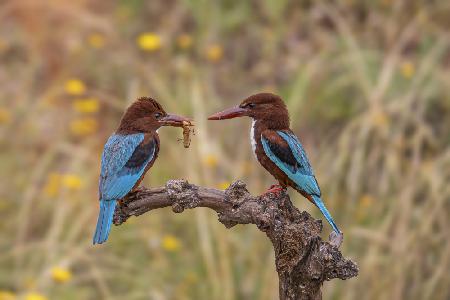 kingfisher