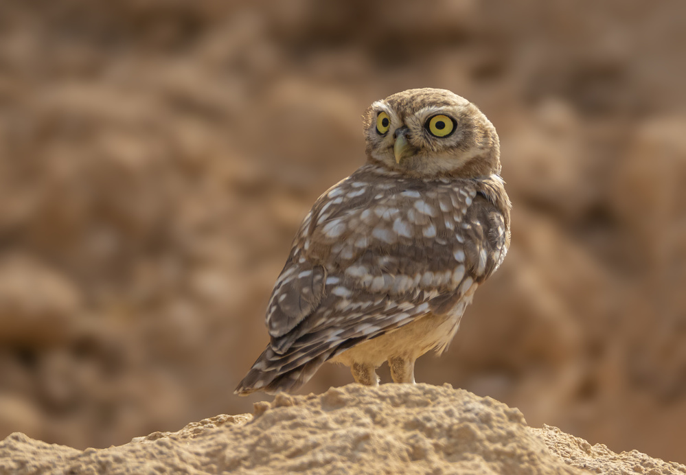 Little Owl od ilan