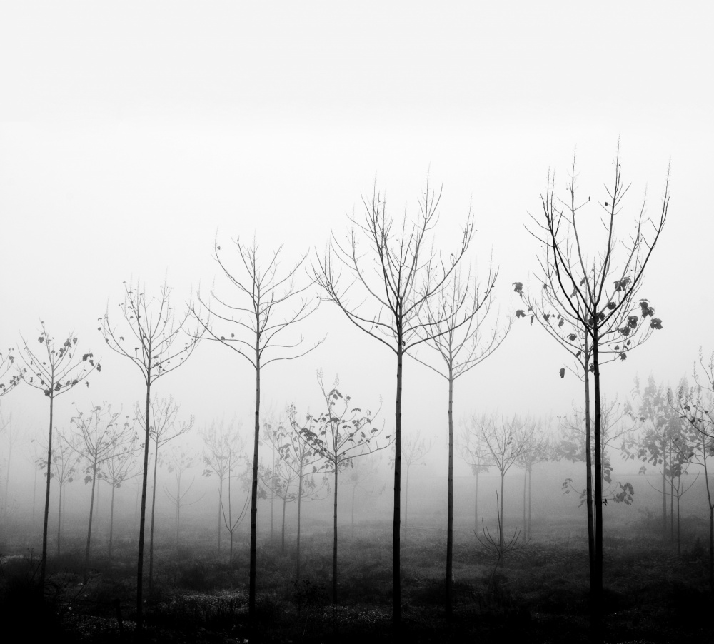 foggy day od Ilan Amihai