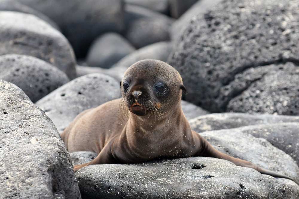 Galapagos Sea Lion pup od Ilan Ben Tov