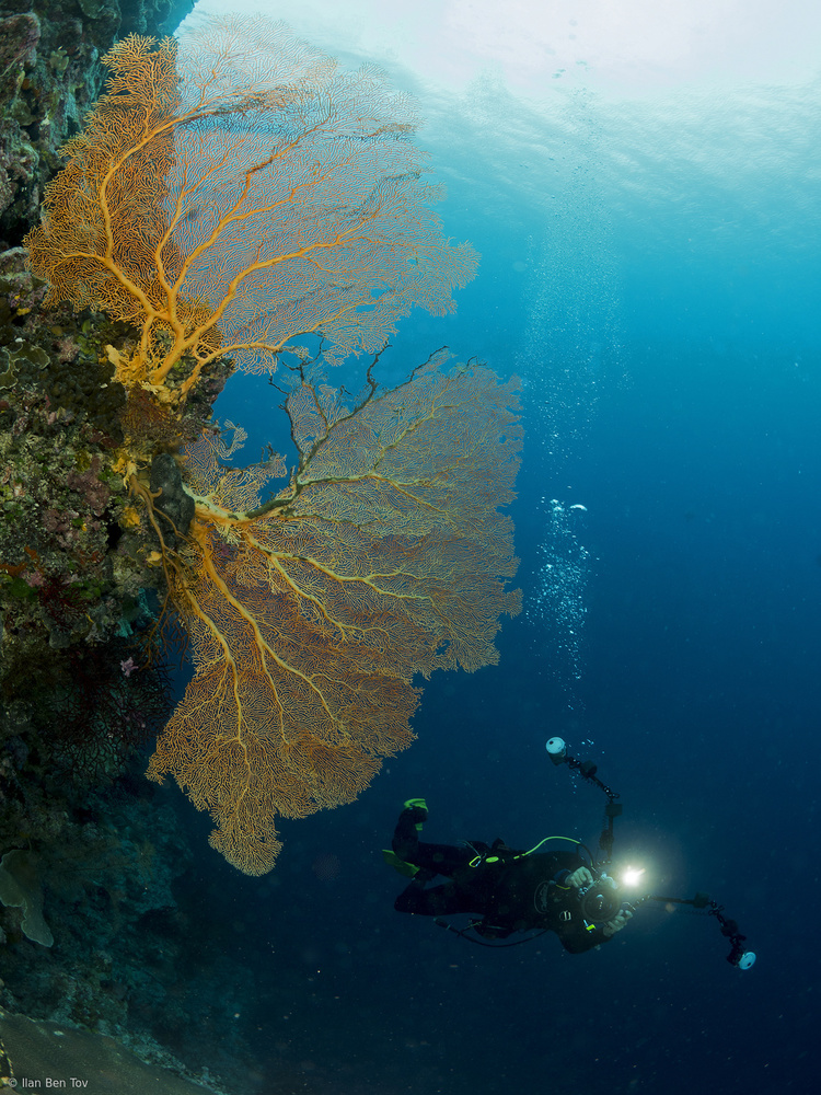 Gorgonia and a diver od Ilan Ben Tov